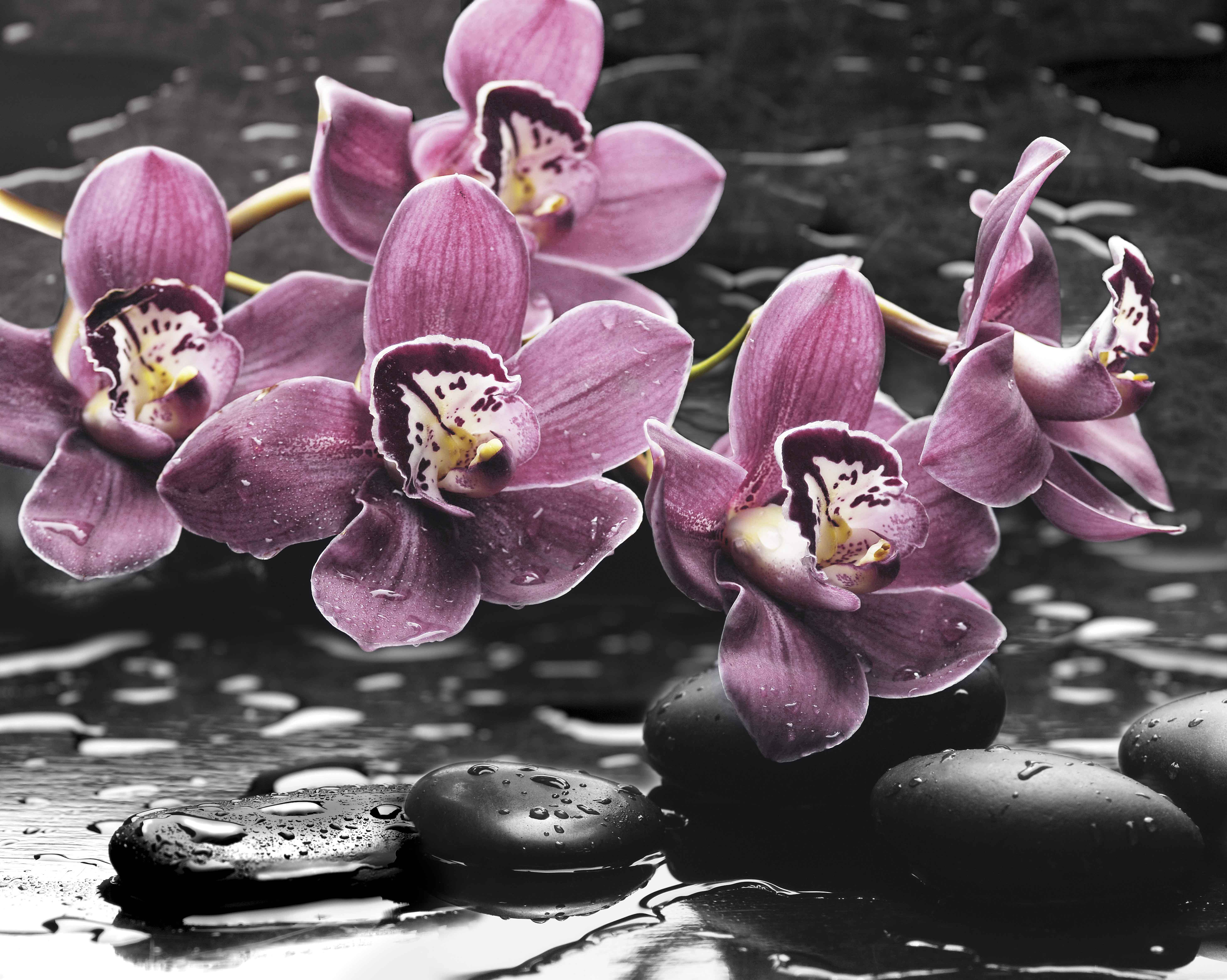 Панно Спа Орхидея 40х50